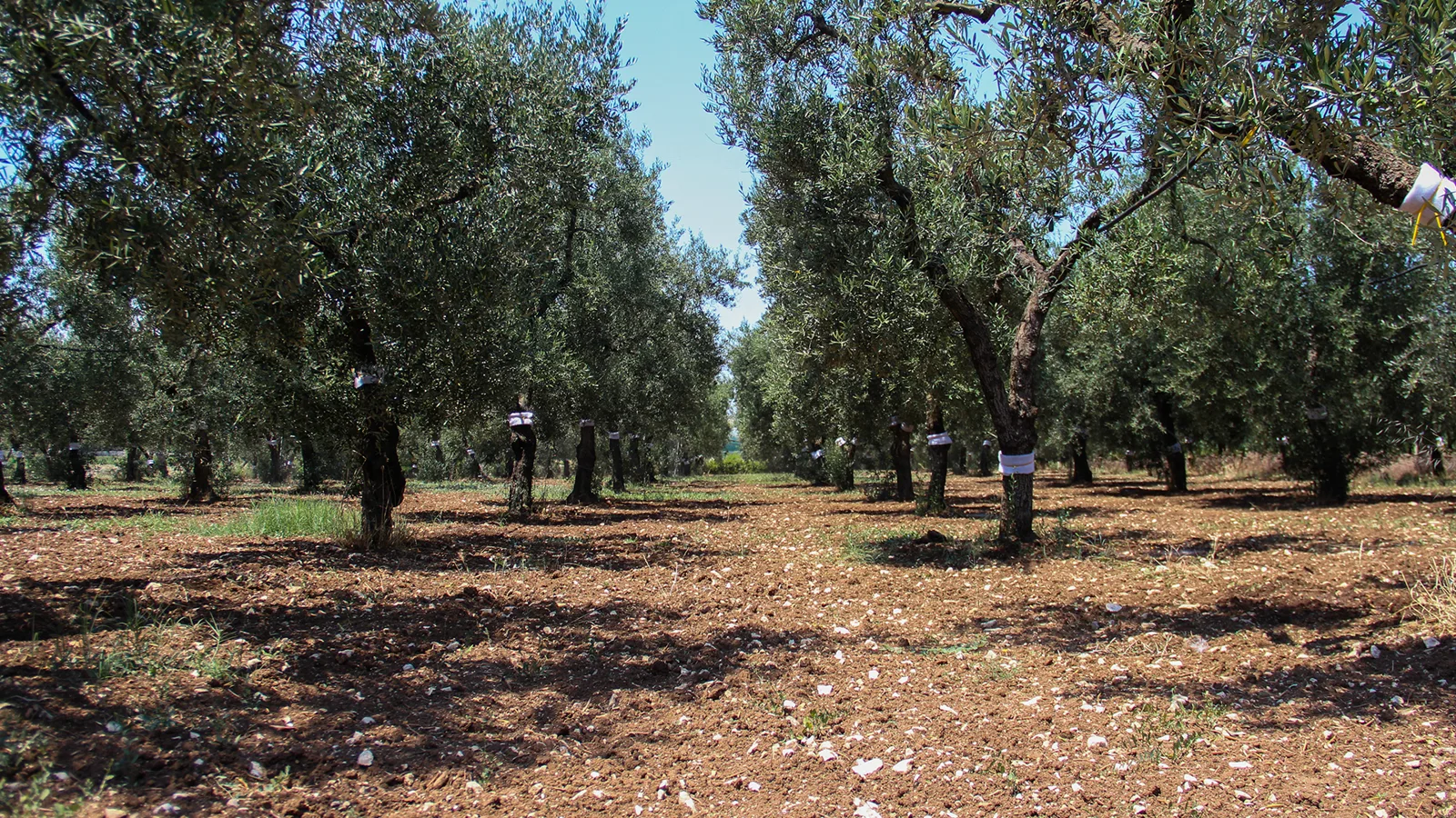 Filari di ulivi in un uliveto, terra rossa sotto un cielo chiaro