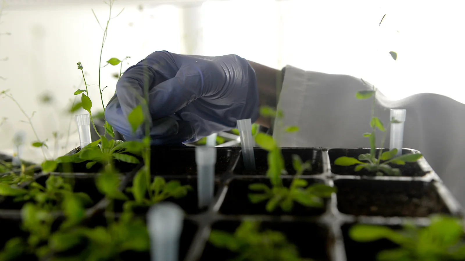 Una mano guantata contrassegna piantine in un vassoio di germinazione