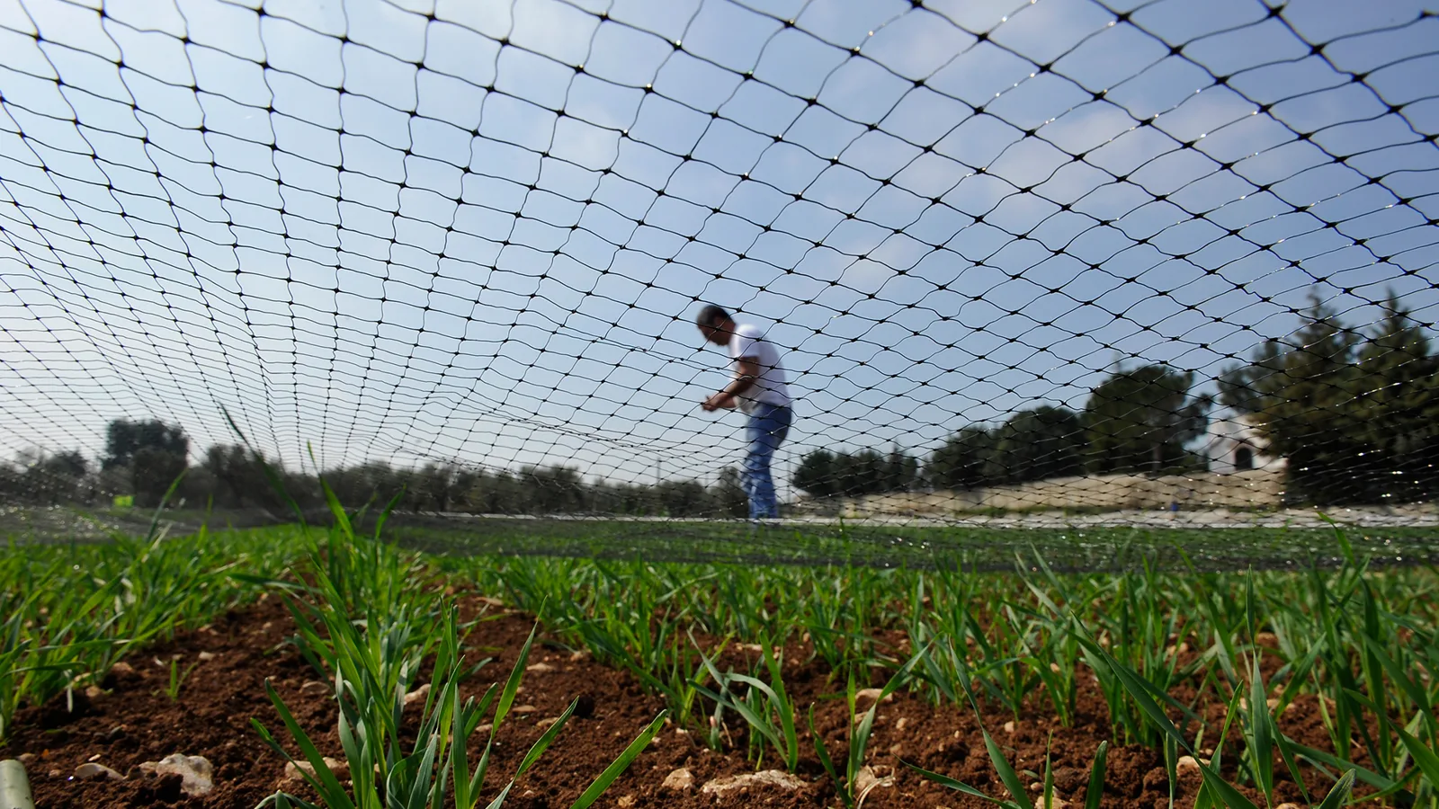 Paesaggio agricolo: un uomo lavora tra giovani coltivazioni sotto una rete di copertura